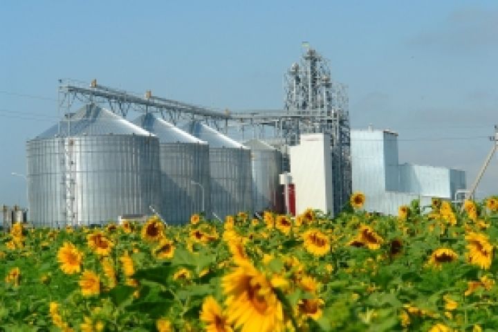 На элеваторы Аграрного фонда Украины поступило почти 500 тыc. тонн зерна