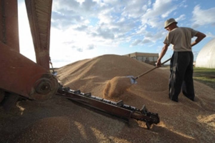 Рост мировых цен на зерновые «сгладит» неурожай в Украине 