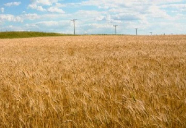 Цены на пшеницу могут тестировать максимальные значения 