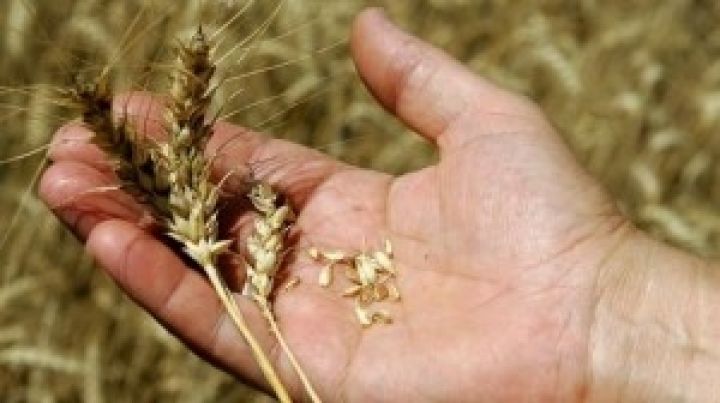 В Болгарии собрано рекордный урожай пшеницы за 20 лет