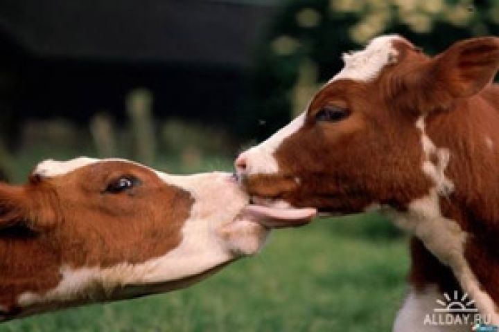 В Израиле появился сайт знакомств для быков и коров