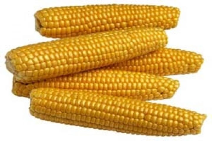 Южная Америка делает ставку на кукурузу