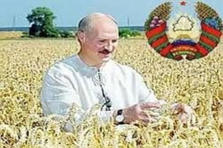 Аграрии Беларуси собрали 7 млн тонн зерна