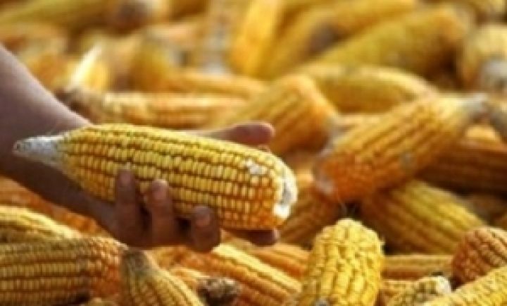 Мировые цены на кукурузу достигли рекорда 