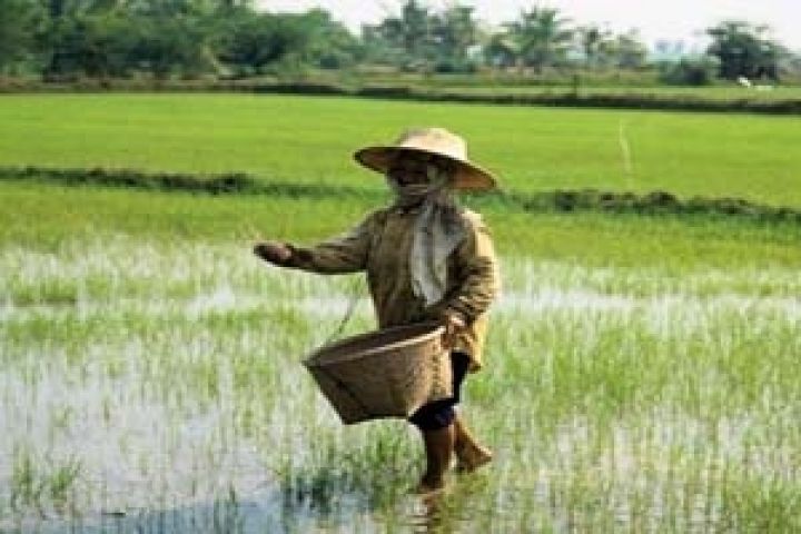 Таиланд. Рекордный урожай риса удерживает мир от продовольственного кризиса