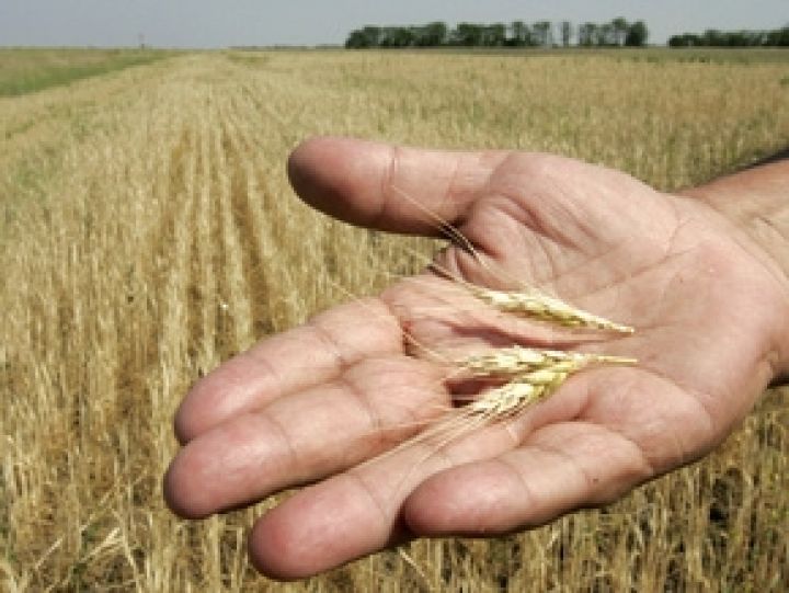Зерновой пул — это административное госрегулирование в рамках трех стран