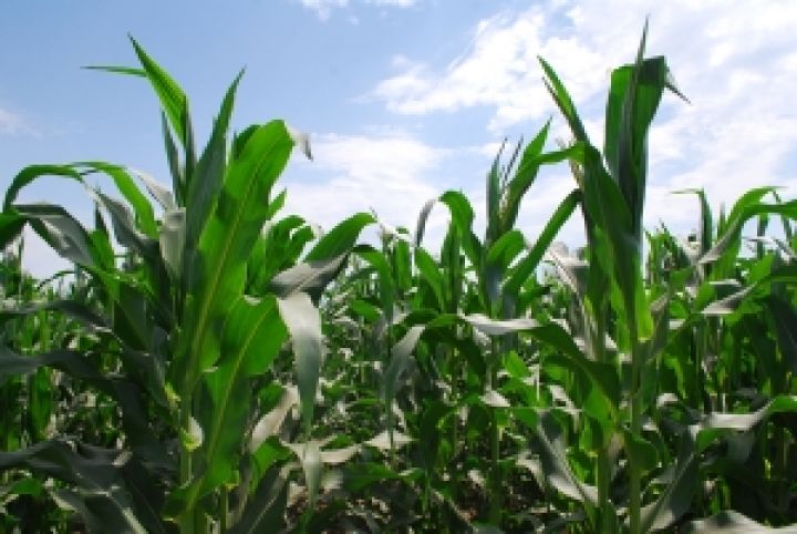 Мировые цены на кукурузу побили очередной рекорд