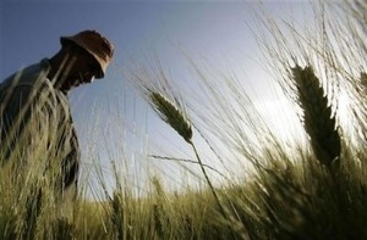 Пшеница в Украине за последние недели поднялась до $240
