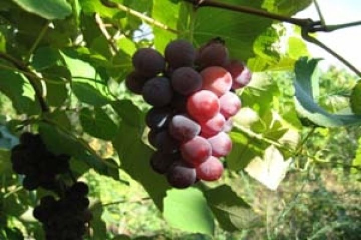 Отрасль виноградарства Украины обеспечена господдержкой — Присяжнюк