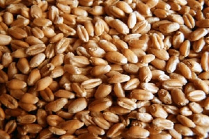 Кыргызстан потерял треть урожая пшеницы