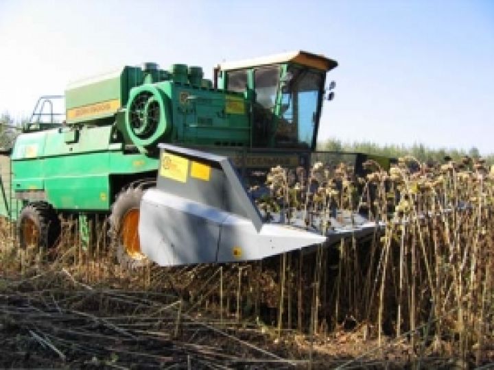 Украина приступила к уборке подсолнечника. Чего ждать от урожая?
