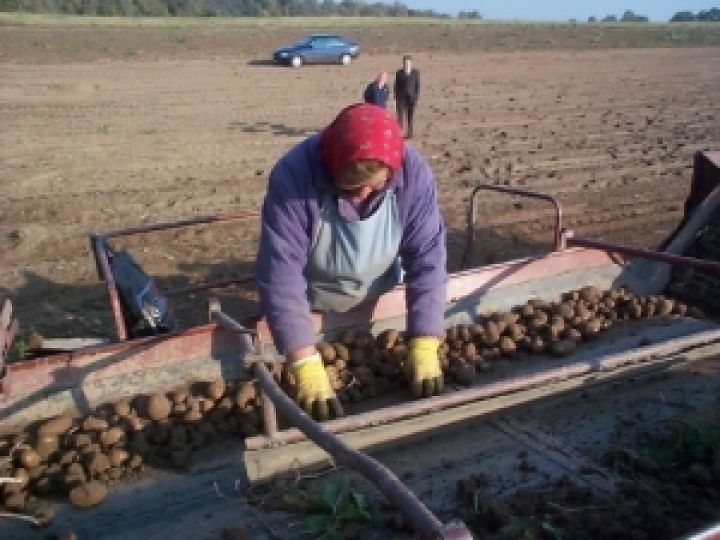 В Ивано-Франковской области ожидают неплохой урожай картофеля