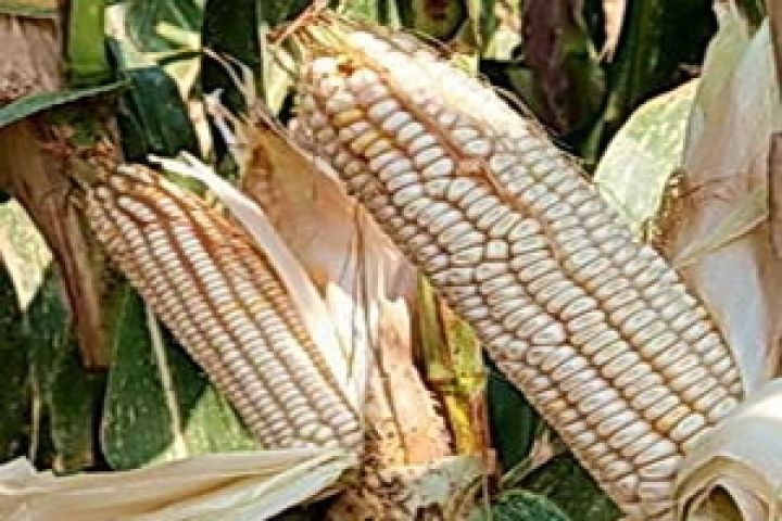 ЮАР активно экспортирует белозерную кукурузу
