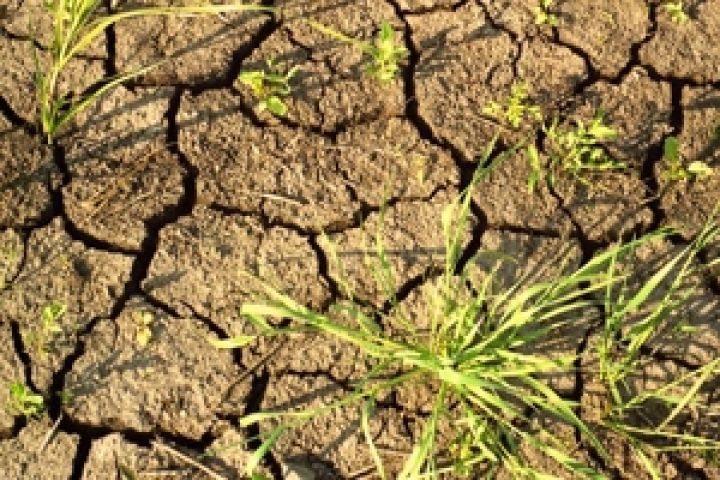 Италия: Засуха может стоить сельхозпроизводителям 1 млрд. евро