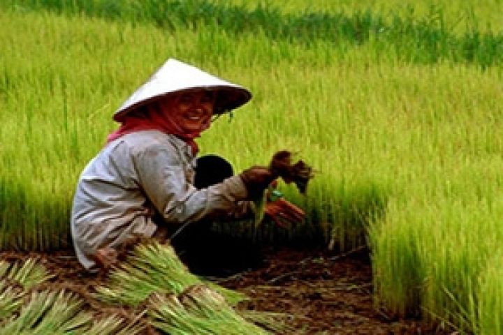 ФАО прогнозирует сокращение мирового производства риса в 2012 году