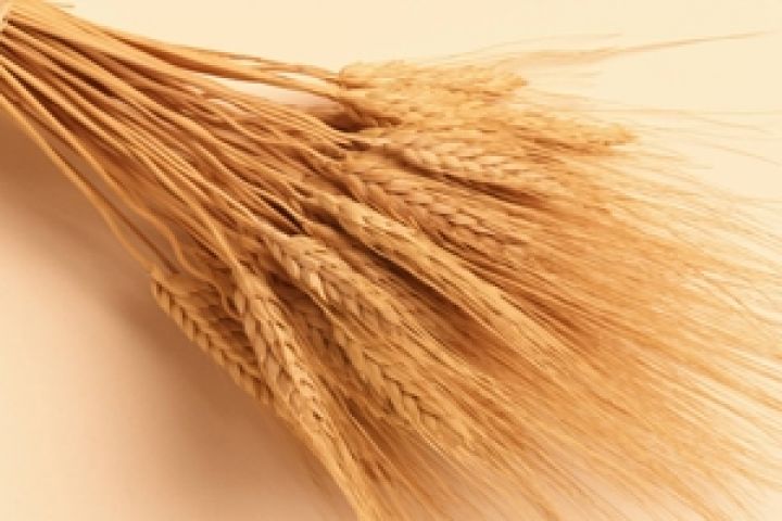 Ученые создают пшеницу, способную расти во влажном южном климате
