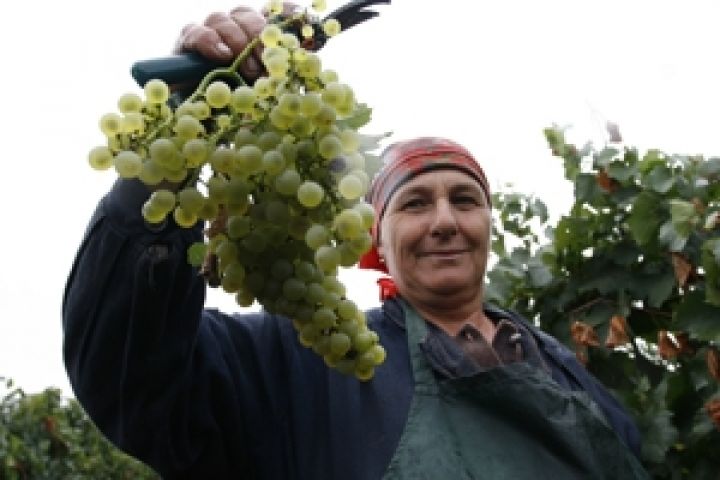 Таврия убирает виноград