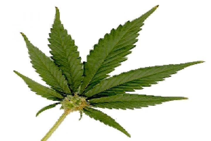 выращивание марихуаны название