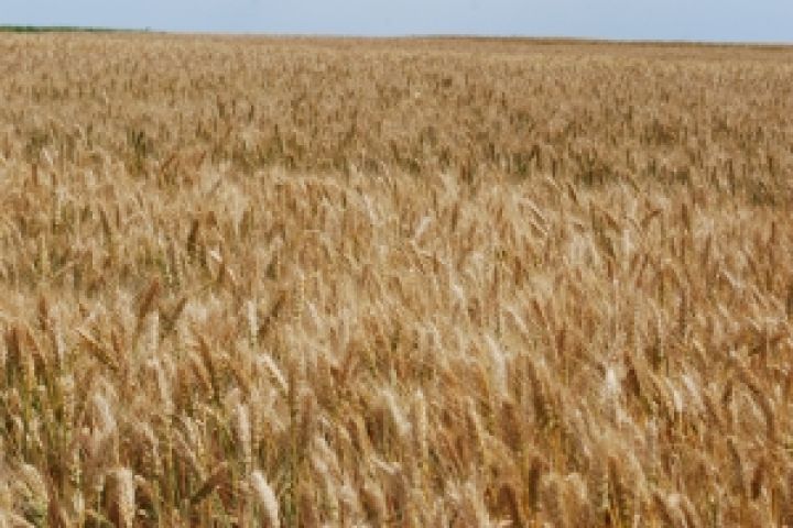 Харьковщина — вторая в Украине по валовому сбору зерна