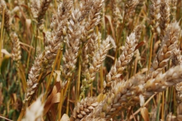 В Украине есть риск введения квот на экспорт зерна — мнение
