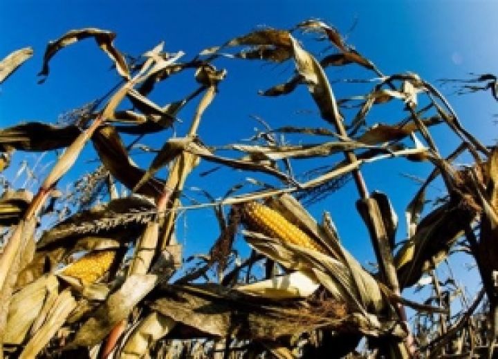 США. 87% посевов кукурузы пострадало от засухи