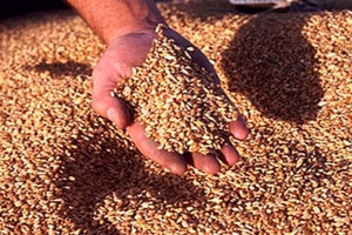 Зерна хватит до 2014 года – Азаров