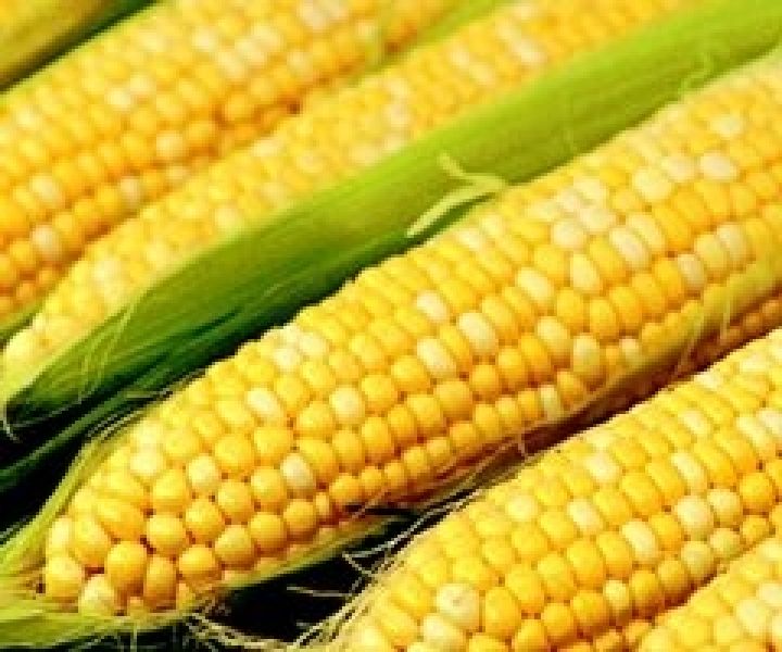 Нибулон повысил закупочные цены на кукурузу до 2050 грн./т 