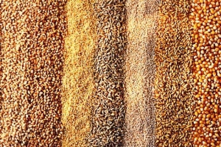 В Черкасской области внедряют международные стандарты отбора зерна