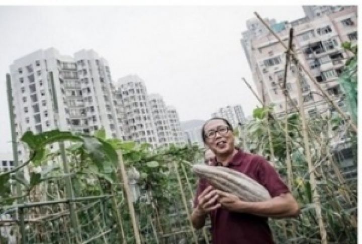 В Гонконге процветает овощеводство на крышах небоскребов