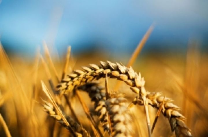 Черкасская область внедрит международные стандарты отбора зерна