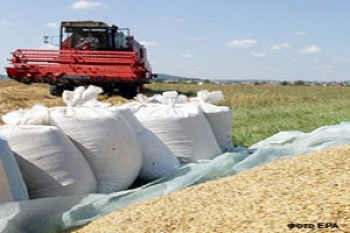Белоруссия не будет экспортировать зерно в 2012 году