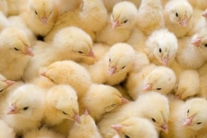 Комплекс Агромарс увеличил мощности по производству курятины