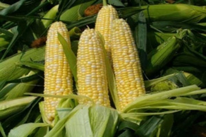 В ЕС снизилось производство кукурузы
