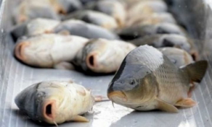 В Украине уменьшился вылов рыбы