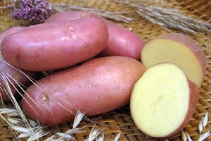 В Европе сокращаются посевные площади картофеля