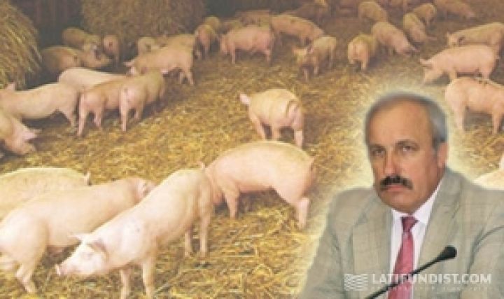 С нынешней ценой на мясо свиней в Европу будет трудно идти — Тваринпром