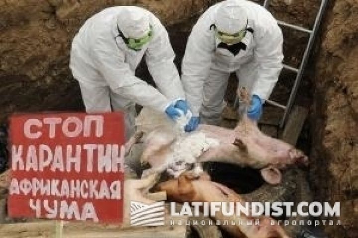 ФАО попросила не давать свиньям отходы