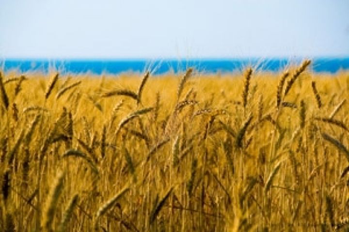 Великобритания. Урожай пшеницы может составить менее 15 млн. тонн  