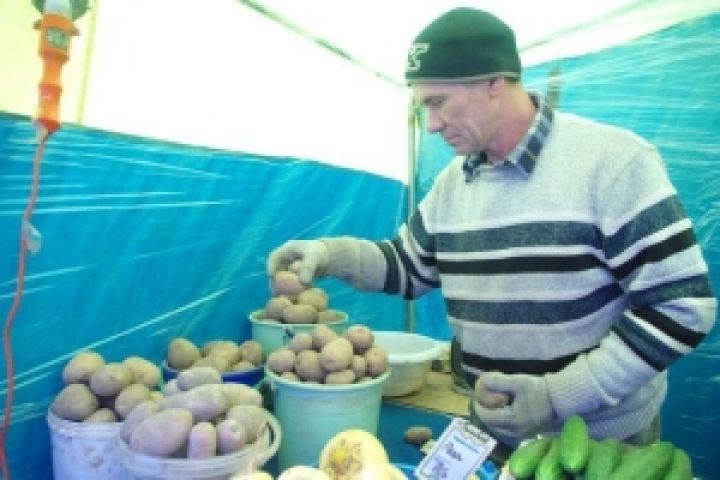 Насколько в Украине подорожает картофель?