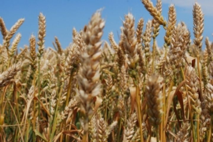Эксперты снизили прогноз производства зерна в Украине