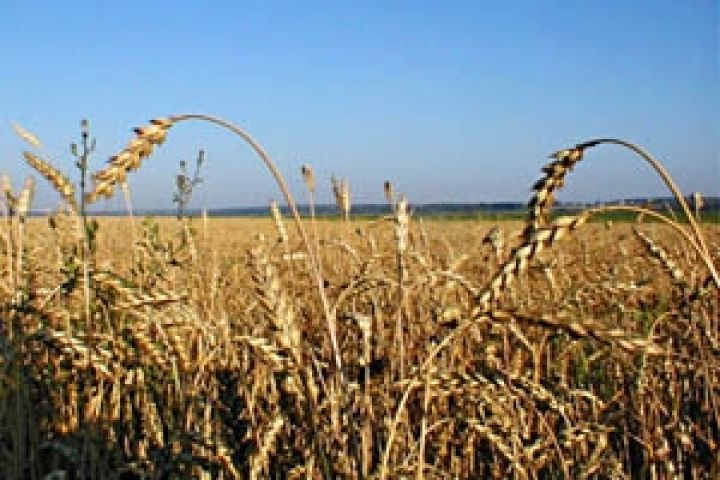 Канада увеличит производство пшеницы в новом сезоне