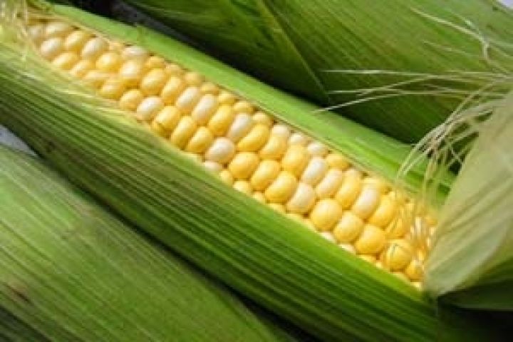 Сербия может запретить экспорт кукурузы