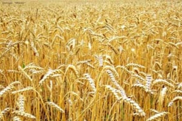 Евросоюз потерял надежду на богатый урожай пшеницы