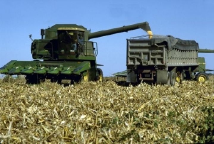 В Украине началась уборка кукурузы