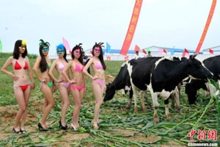 В Китае состоялся первый в мире конкурс красоты молочных коров