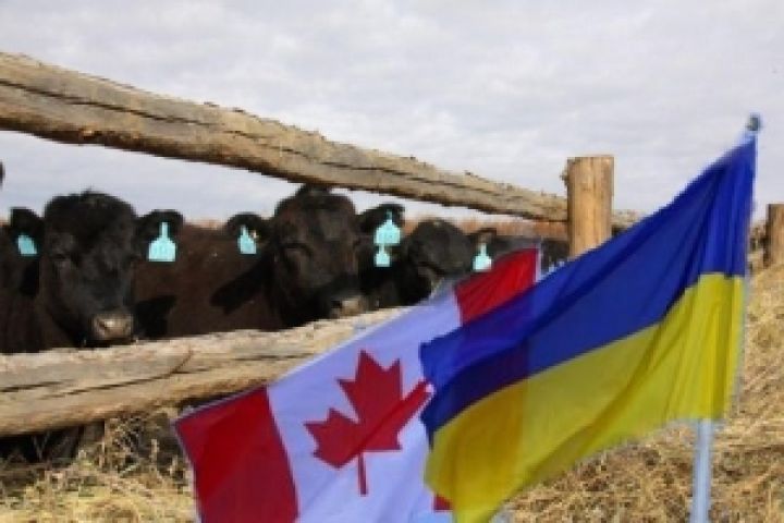 Канадские коровы приедут в Украину