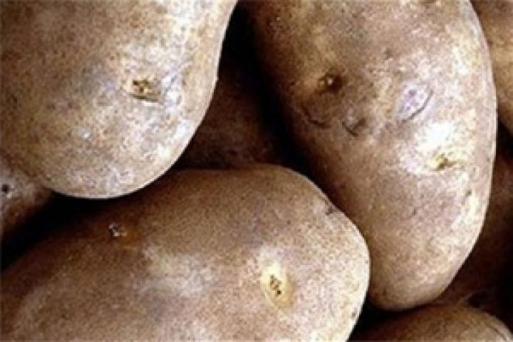 В Украине самая дешевая в Европе картошка 