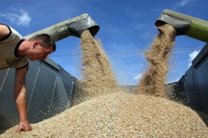 Россия снизила экспорт зерна почти на миллион тонн