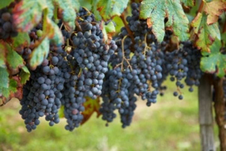 Мировое производство столового винограда достигло 16,5 млн. тонн