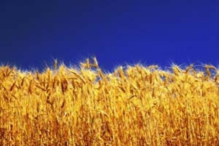 Австралия. Урожай пшеницы может существенно сократиться